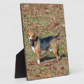 Beagle Fotoplaat (Zijkant)