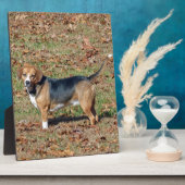 Beagle Fotoplaat (Zijkant)