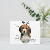 Beagle geschiedenis; Alles over Beagles Briefkaart (Staand voorkant)