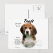 Beagle geschiedenis; Alles over Beagles Briefkaart (Voorkant / Achterkant)