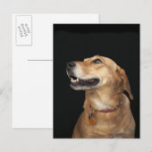 Beagle Golden Lab Mix kijkt naar de zijkant Briefkaart (Voorkant / Achterkant)