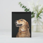 Beagle Golden Lab Mix kijkt naar de zijkant Briefkaart (Staand voorkant)