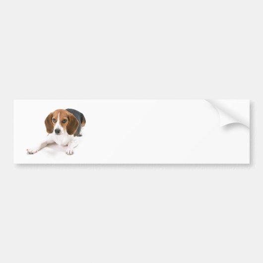 Beagle-hond bumpersticker (Voorkant)