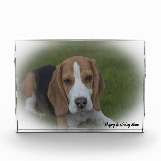 Beagle hond. fotoblokken (Voorkant)