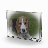 Beagle hond. fotoblokken (Rechts)