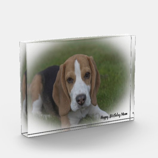 Beagle hond. fotoblokken (Links)
