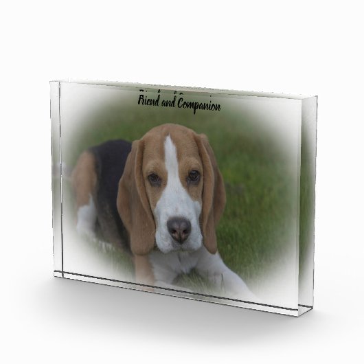 Beagle Hond Fotoblokken (Rechts)