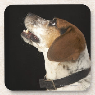 Beagle hond met zwart profiel drankjes onderzetter