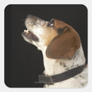 Beagle hond met zwart profiel vierkante sticker