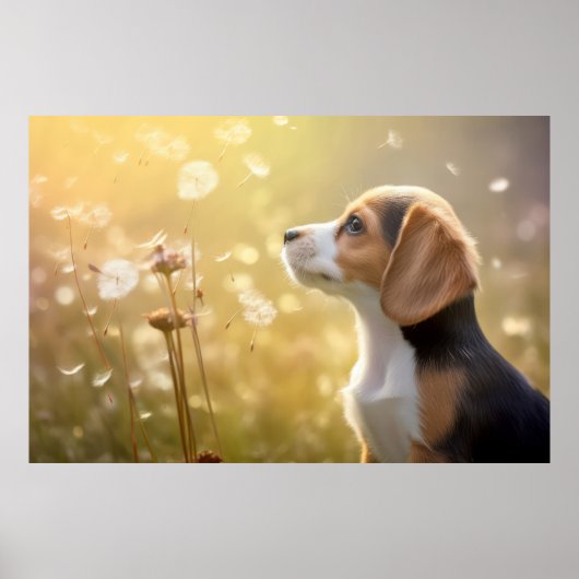 Beagle Hond Pet Dier Rustig Vreedzaam Poster (Voorkant)
