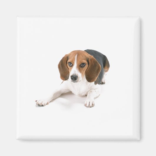 Beagle hondenmagneet magneet (Voorkant)