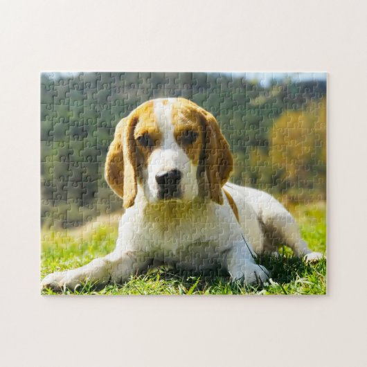 Beagle Hondhonden. Legpuzzel (Horizontaal)