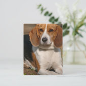 Beagle Hound Briefkaart (Staand voorkant)
