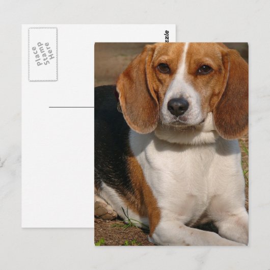 Beagle Hound Briefkaart (Voorkant / Achterkant)