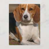 Beagle Hound Briefkaart (Voorkant)