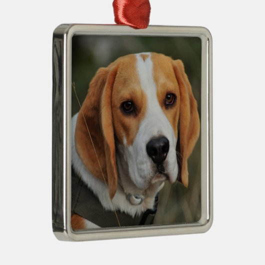 Beagle Hound Dog Metalen Ornament (Rechts)
