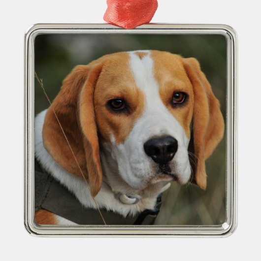 Beagle Hound Dog Metalen Ornament (Voorkant)