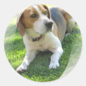 Beagle Hound Dog Sticker (Voorkant)