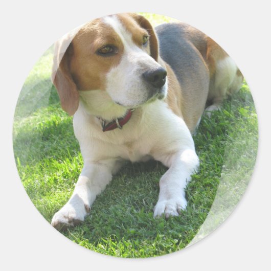 Beagle Hound Dog Sticker (Voorkant)