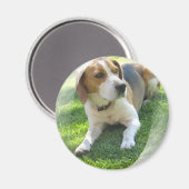 Beagle Hound Hond Ronde Magneet (Voorkant / Achterkant)