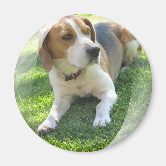Beagle Hound Hond Ronde Magneet (Voorkant)