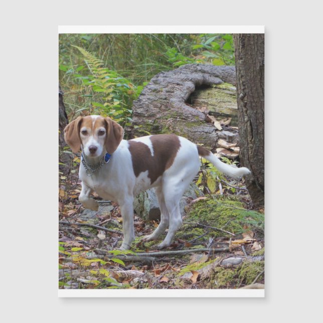 Beagle in bossen.png (Voorkant)