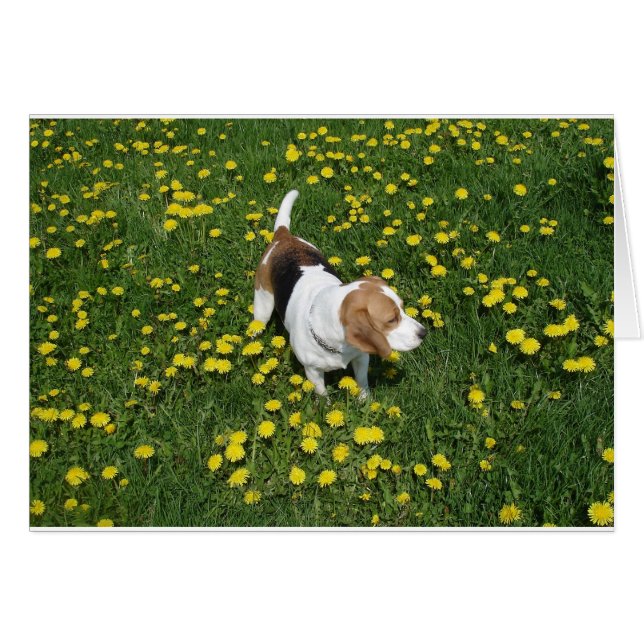 Beagle in Dandilions.nl (Voorkant Horizontaal)