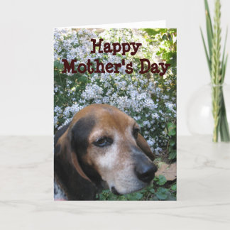 Beagle Kaart