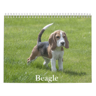 Beagle Kalender