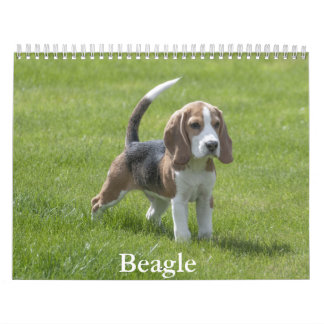 Beagle Kalender