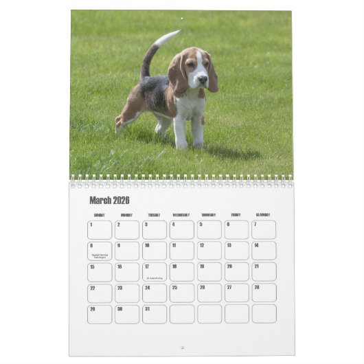 Beagle Kalender (Mar 2026)