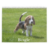 Beagle Kalender (Hoes)