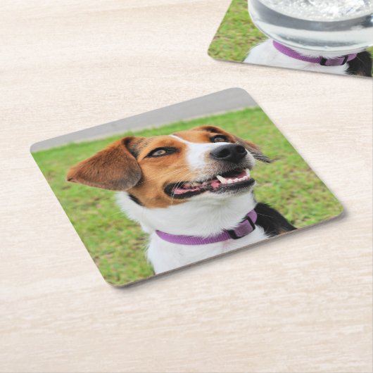 Beagle Kartonnen Onderzetters (Schuin)