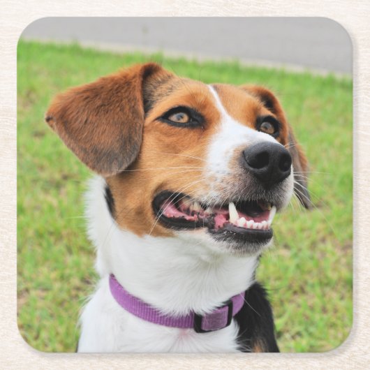 Beagle Kartonnen Onderzetters (Voorkant)