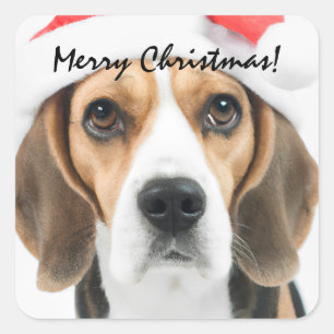 Beagle Kerstmis Sticker