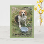 Beagle kijkt omhoog uit haar voedselschaal. kaart (Gele Bloem)