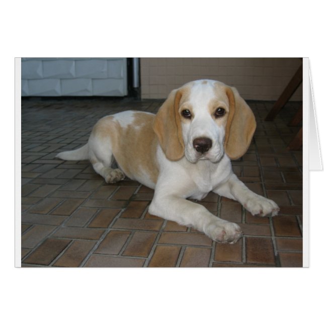 Beagle leggen 2.png (Voorkant Horizontaal)