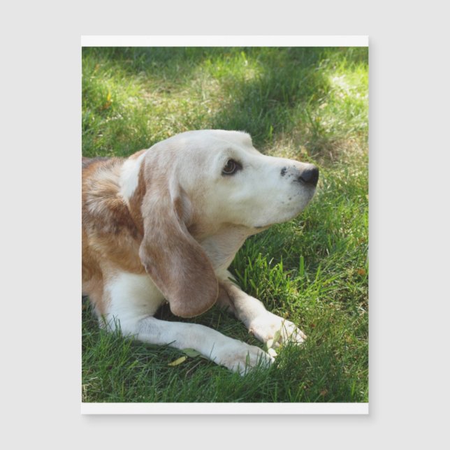 Beagle leggen.png (Voorkant)