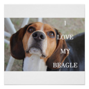 beagle liefde met zwart rood wit perfect poster