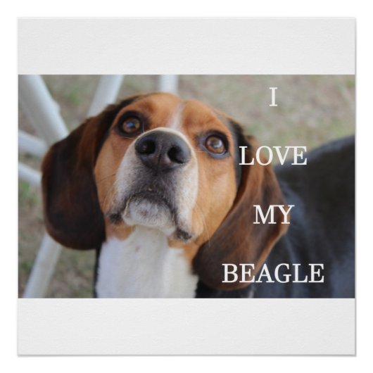 beagle liefde met zwart rood wit perfect poster (Voorkant)