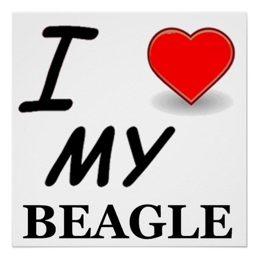 beagle liefde perfect poster (Voorkant)