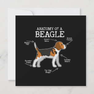 Beagle Lovers/anatomie van een beagle