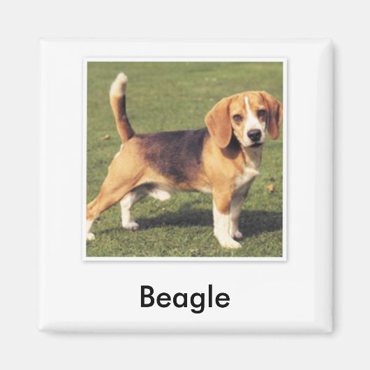 Beagle Magneet (Voorkant)