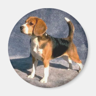 beagle magneet