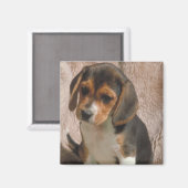 Beagle Magneet (Voorkant / Achterkant)