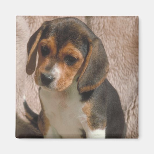 Beagle Magneet (Voorkant)
