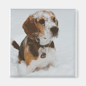 beagle magneet (Voorkant)