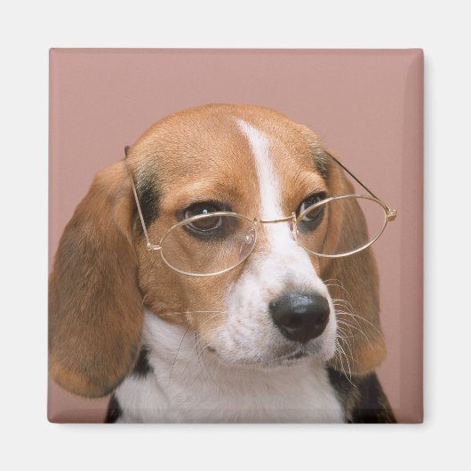 Beagle Magneet (Voorkant)