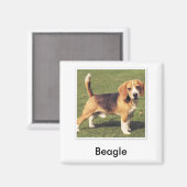 Beagle Magnet (Voorkant / Achterkant)
