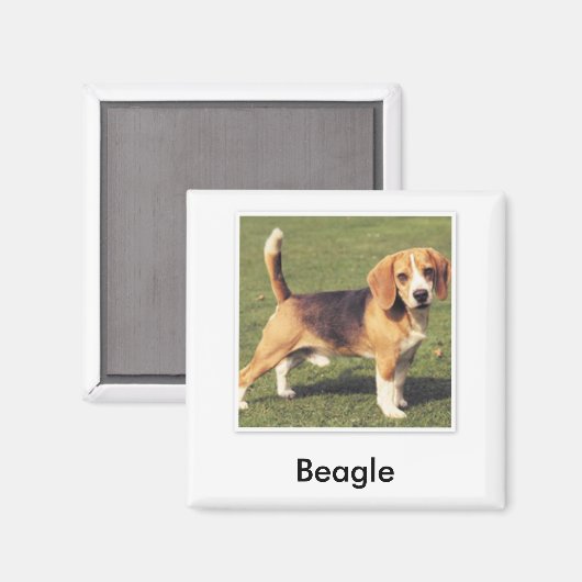 Beagle Magnet (Voorkant / Achterkant)